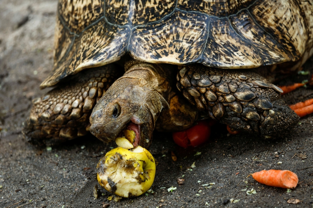 File picture of a leopard tortoise eating an apple at the Zoo Aquarium in Madrid July 13, 2022. Perhilitan director-general Abdul Kadir Abu Hashim told AFP some 200 turtles and tortoises worth an estimated RM246,394 were rescued during the raid, the second seizure in Malaysia in less than a week. — Reuters pic