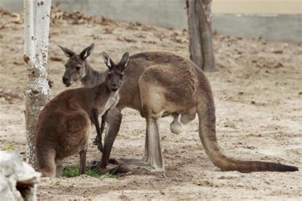 Each year, as many as five million kangaroos are also shot as part of a homegrown industry that harvests their carcasses for meat, pet food and leather. — Reuters pic