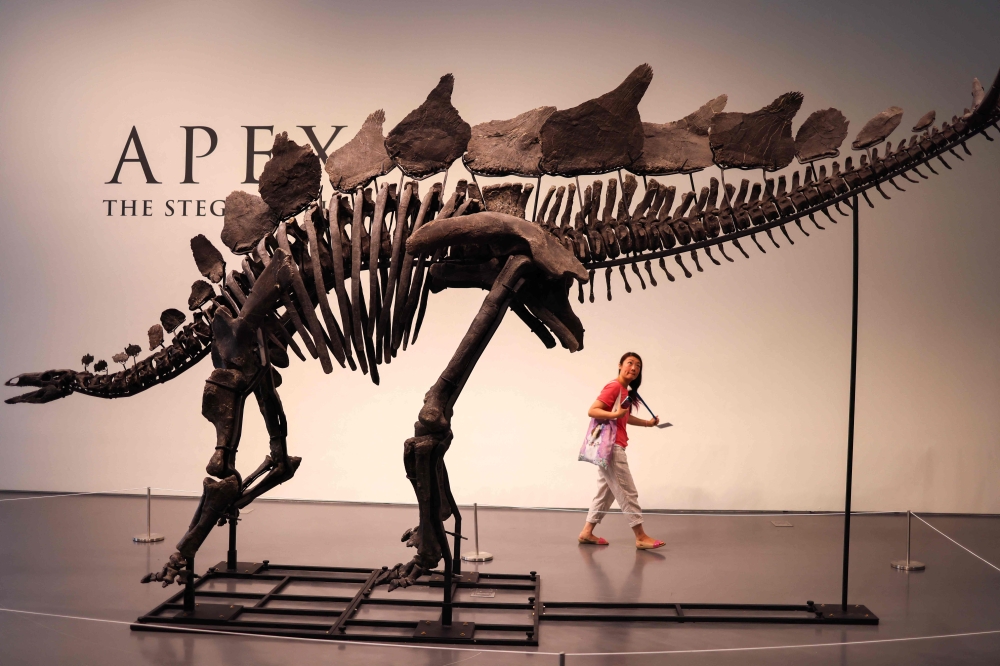 The fossil of stegosaurus specimen is on display at Sotheby’s in New York on July 10, 2024. The fossil dubbed ‘Apex’ by the paleontologist is expected to fetch US$4 million to US$6 million at auction on July 17, 2024, making it one of the most expensive fossils ever sold. — AFP pic 