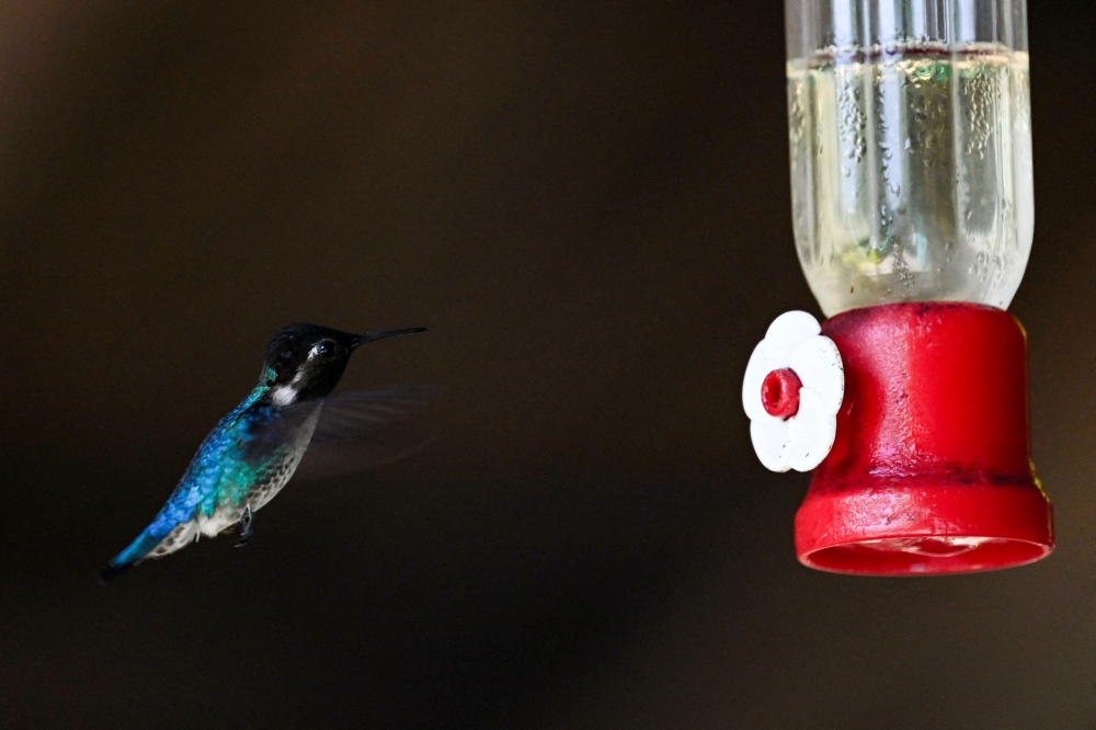 A Zunzuncito hummingbird (Mellisuga helenae) feeds at The House of the Hummingbird on July 5, 2024, in Palpite village, Matanzas province, Cuba. The wings of the world’s tiniest birds are a near-invisible blur as they whizz around tourists visiting a private Cuban garden that has become a haven for the declining species. — AFP pic 