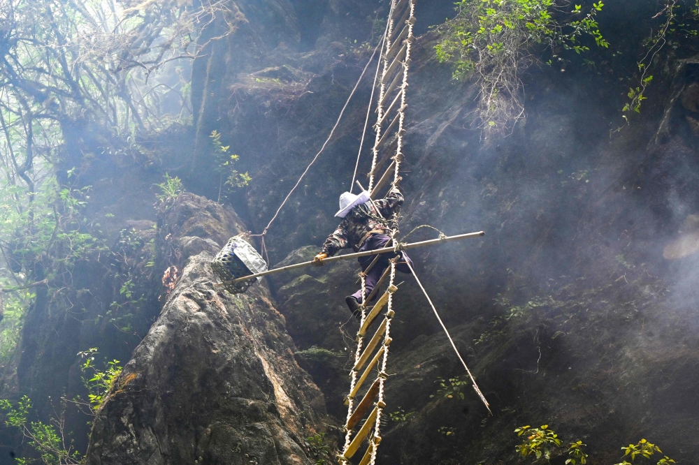In this picture taken on June 9, 2024, a honey hunter of Gurung ethnic community harvests honeycomb at a cliff in Lamjung district of Nepal. Hanging from a rope and bamboo ladder off a Himalayan mountain cliff, skilled Nepali climbers gather highly prized hallucinogenic honey — an ancient tradition stung by environmental degradation and rapid climate change. — AFP pic 