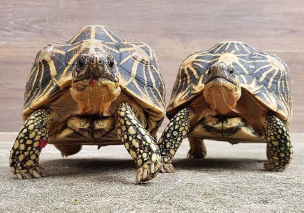 Star tortoises, found in some parts of southern India, are protected species under India’s Wildlife Protection Act. — Picture from social media 