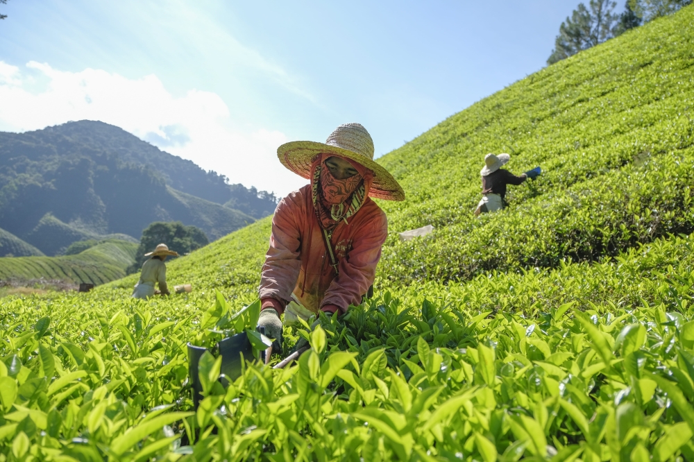 Tea pickers at work at tea gardens owned by Boh in Cameron Highlands. — Picture courtesy of Boh