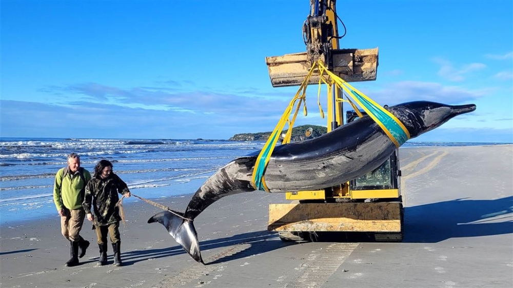 The five-metre long, beaked whale were found near a river mouth in southern Otago province in New Zealand. — Picture courtesy of Department of Conservation, NZ