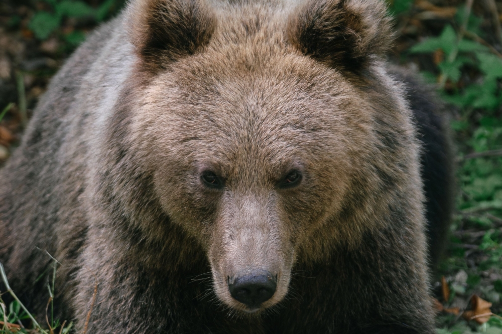 File picture of a bear waiting for passing cars that might provide food, on September 29, 2023, on a road in Covasna, Romania. A foreign tourist, reportedly French, has been taken to hospital after being attacked today by a bear in northern Italy, the local authority said. — AFP pic