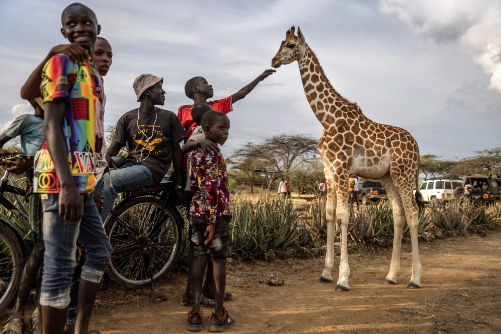 A boy touches a baby giraffe roaming at the community celebrations to honour the arrival of several wild giraffes as part of a wildlife translocation exercise in Ruko Conservancy, on July 7, 2024. — AFP pic