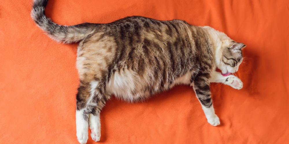 American researchers claim that studying the intestinal flora of felines could help us better understand the causes of obesity. — Picture by galitskaya/Getty Images via ETX Studio