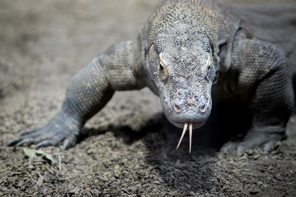 The researchers found iron-rich coatings most prominently on Komodo dragon teeth, although similar coverings were also found on the teeth of other living reptiles, including monitor lizards, crocodiles and alligators. — AFP pic