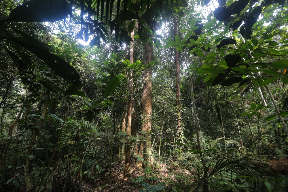 Restoring forests has massive potential to help limit rising global temperatures because trees absorb heat-trapping carbon dioxide emissions from the atmosphere. — Picture by Yusof Mat Isa
