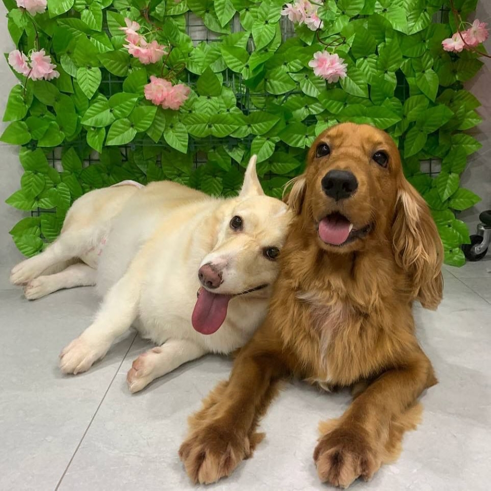 Fendi the cardigan Welsh corgi with her English cocker spaniel sibling, Hades. — Image from Instagram/hadesfendi