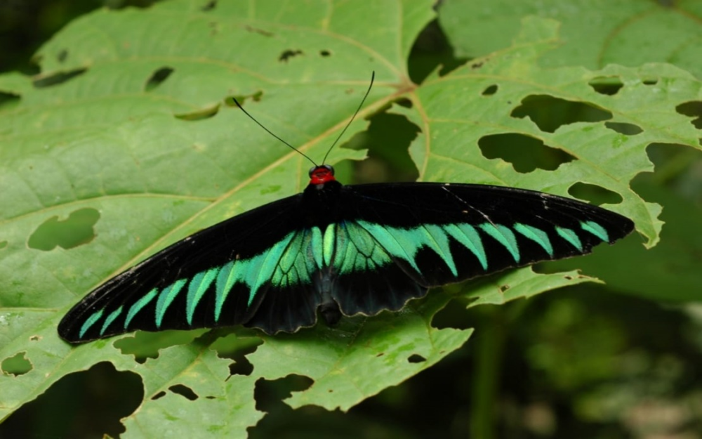 The national butterfly, Rajah Brooke's Birdwing, also known as Trogonoptera brookiana. — Image by Justinah Parantis