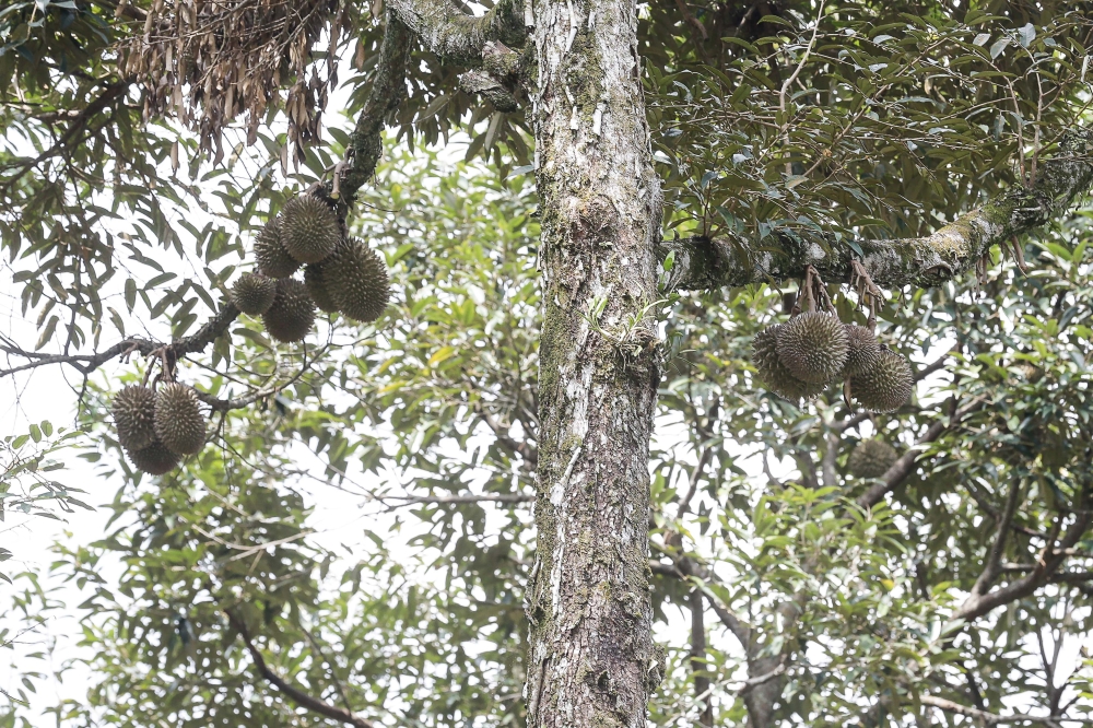 This undated file photograph shows fruits in a durian orchard. — Picture by Sayuti Zainudin
