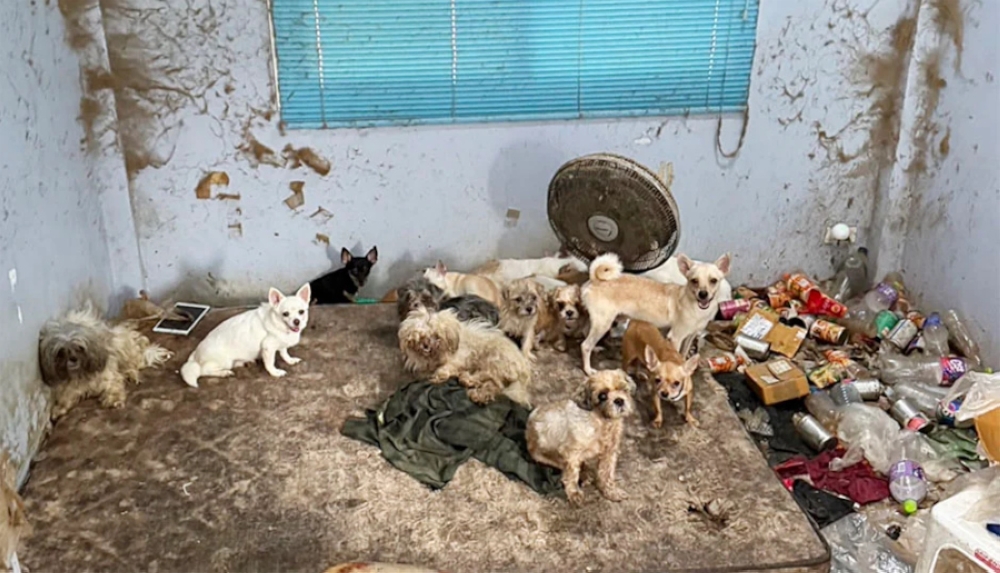 Police reported that the dogs survived by eating the left leg of their owner, Attapol Charoenpithak, 62, whose body was discovered in his bedroom on the second floor of the house in the Khlong Sam Wa district, according to The Nation Thailand/Asia News Network as reported by The Star yesterday. 