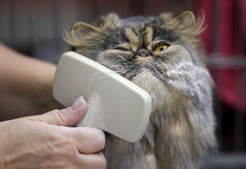 The value of pet care services sector arrived at an RM38.5 million output value, sales of pets output value at RM699.4 million and veterinary services output value at RM219.7 million. — Reuters pic