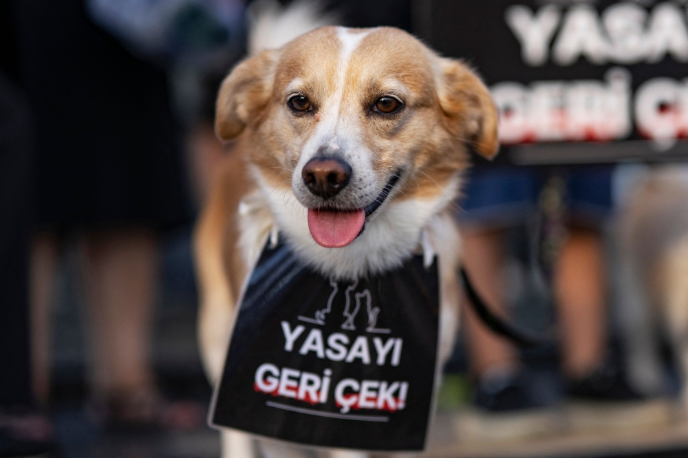 A dog with a banner that reads 'Withdraw the law' around its neck is seen during a rally to protest against a bill drafted by the government that aims to remove stray dogs off the country's streets, in Istanbul on July 23, 2024. — AFP pic