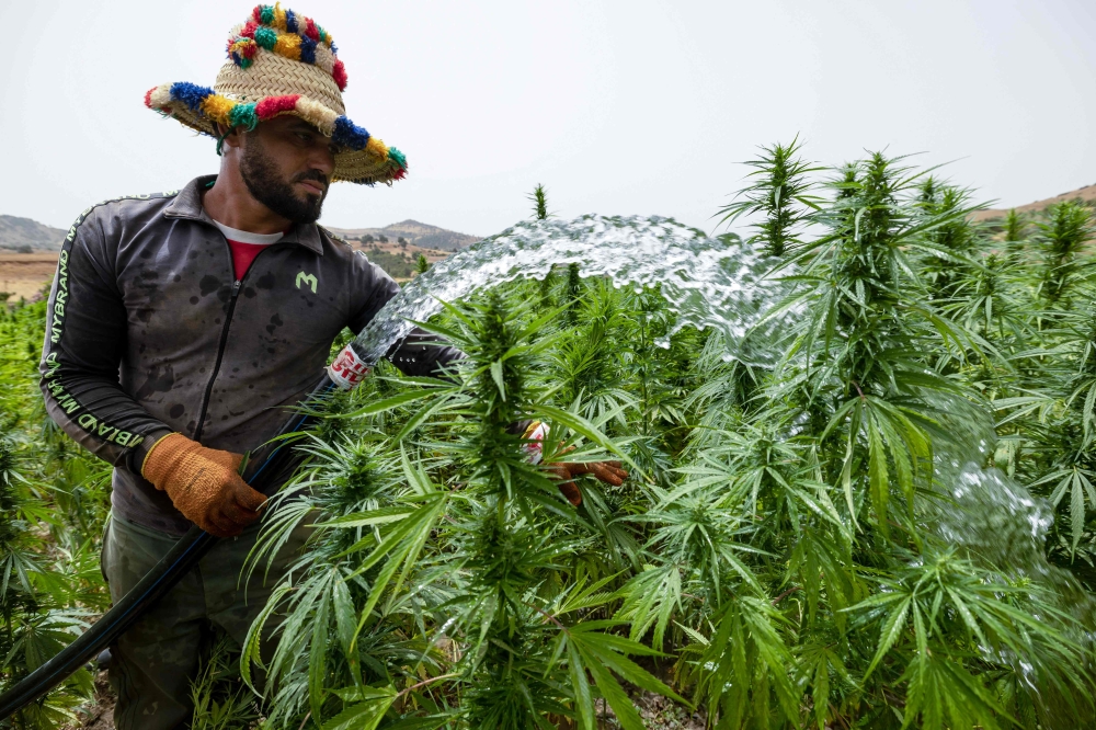 Morocco passed a law in 2021 allowing the cultivation of medical and industrial-use cannabis. — AFP pic