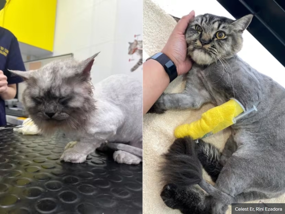 Owners of Dino (left), a Siberian Munchkin, and Moktar (right), a Siberian/Maine Coon mix, said that their pet cats had injuries after a grooming session. — Pictures courtesy of Celest Er, Rini Ezadora