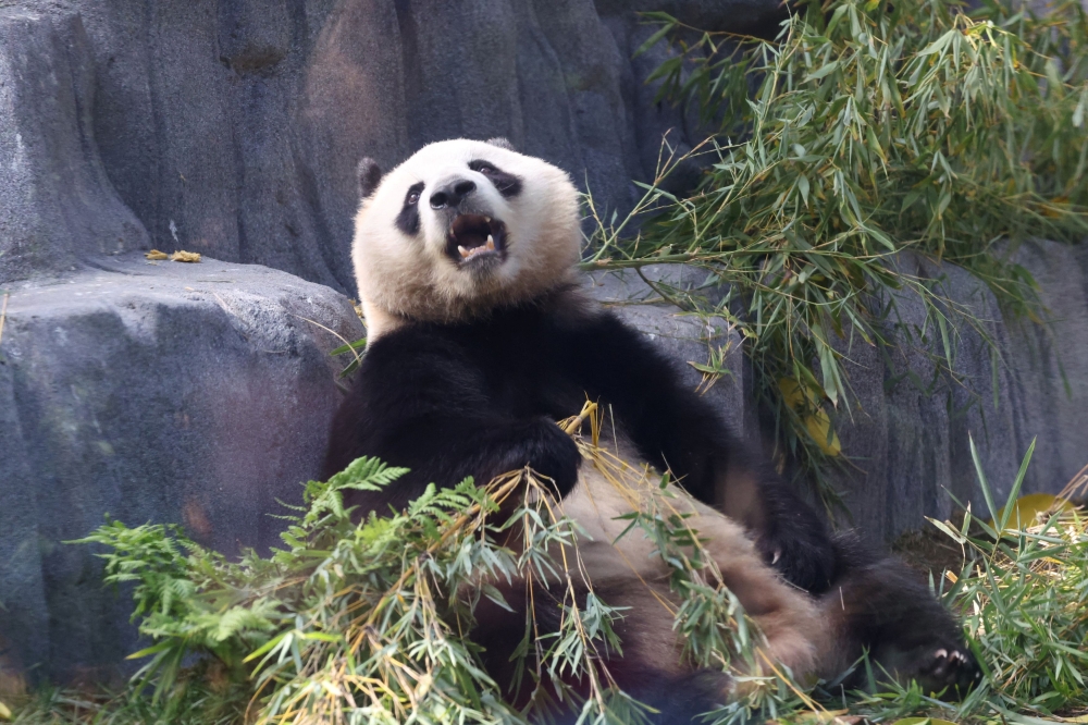 Xin Bao, one of the two Chinese giant pandas at the San Diego Zoo. — Reuters pic
