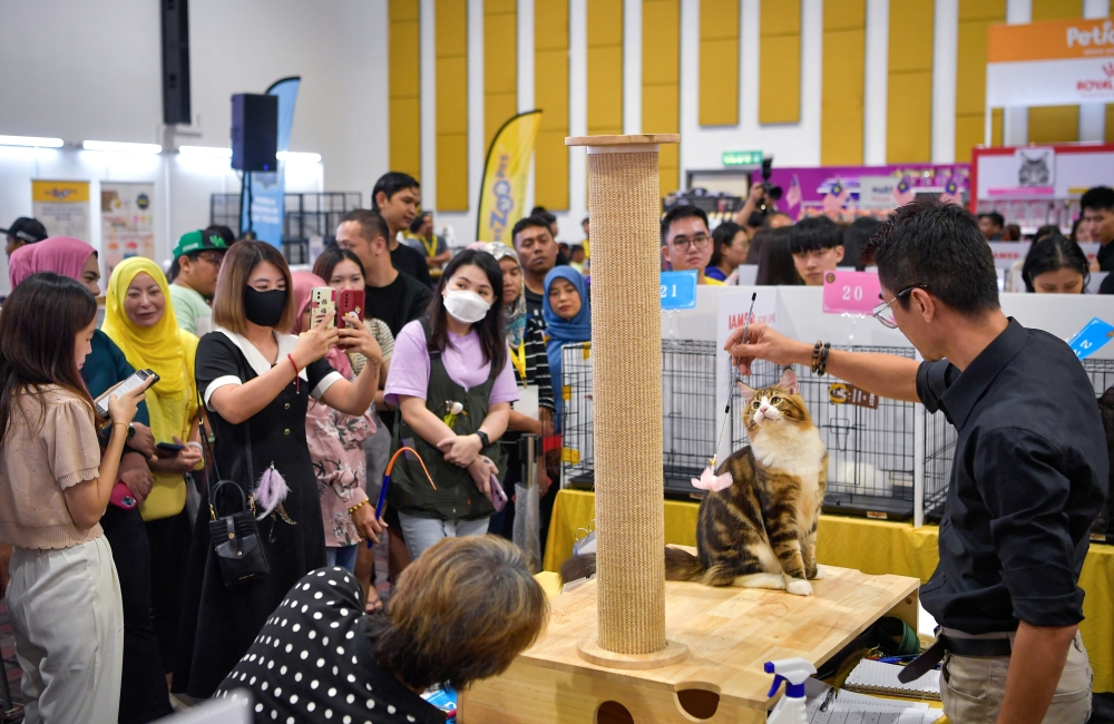 Visitors to the Jom! Karnival Kucing Madani  flock around a cat display at the Kuala Lumpur City Hall. — Bernama pic