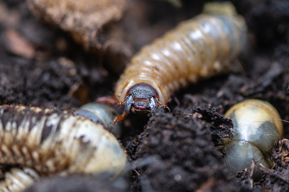 View of larvae of Hercules beetle (Dynastes hercules) eating organic waste at Tierra Viva farm in Tunja, Boyaca Department, on July 18, 2024. — AFP pic
