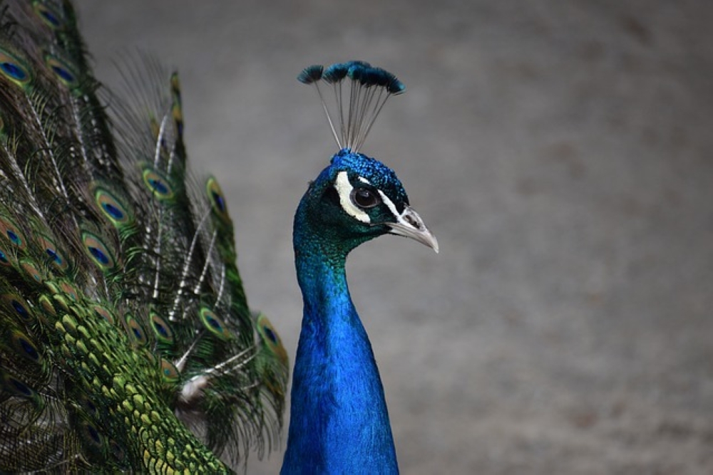 An Indian would-be social media star has been arrested and detained after outrage by his video of cooking and eating the country’s protected national bird, a peacock, police said. — Picture courtesy of Pixabay/Andrea Gibhardt