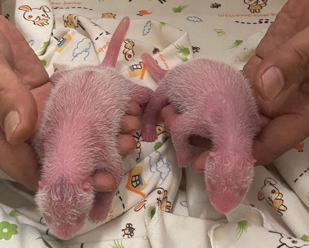 Ying Ying's male and female twin cubs. — Picture from Instagram/hkoceanpark