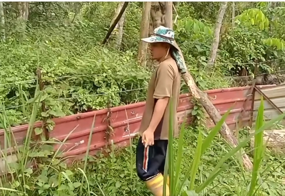 In a video released on Facebook yesterday, Uzair Shafawi Hasbullah, 34, also questioned how the victims could have reached the snacks, which were tied at a height of 1.37 metres in his 0.8-hectare orchard. — Screengrab from Facebook/Uzair Shafawi