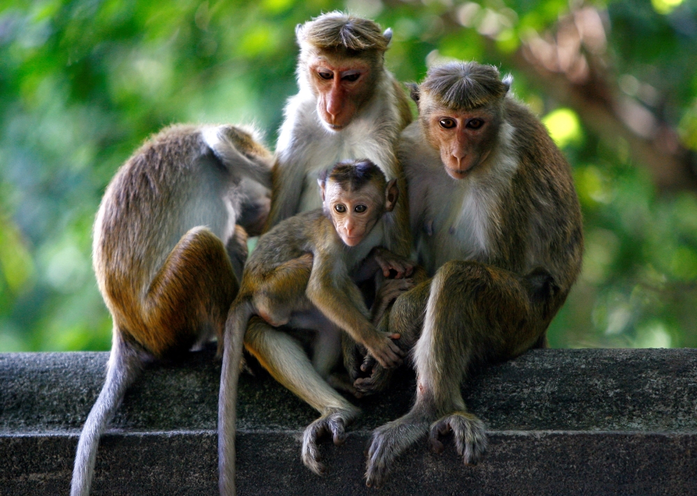 A file photograph shows a group of monkeys near a temple in Colombo, Sri Lanka. — Reuters pic