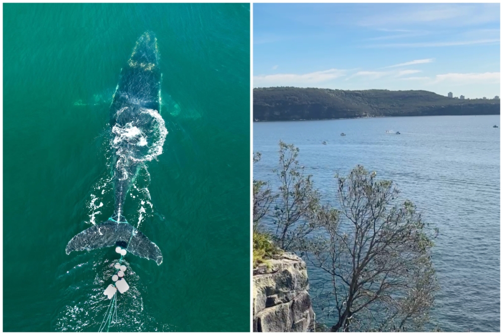 A humpback whale was entangled in ropes and buoys in the Sydney harbour before being rescued. — Pictures from Facebook/ORRCA