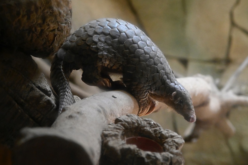 The pangolin is said to be the most trafficked mammal on Earth. Its scales are often found smuggled across borders, including in Singapore. — Reuters pic