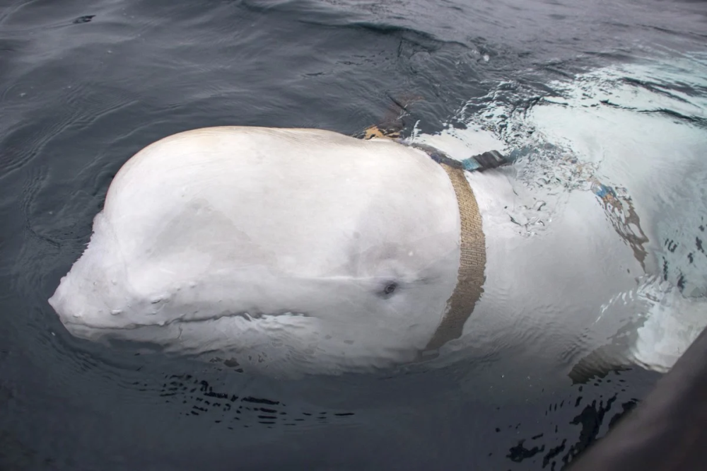 A white whale wearing a harness was seen by fishermen off the coast of northern Norway in April 2019. On Sunday, an NGO that tracks his movements said the whale, nicknamed ‘Hvaldimir’ had been found dead. — Picture courtesy of Norwegian Directorate of Fisheries via AFP