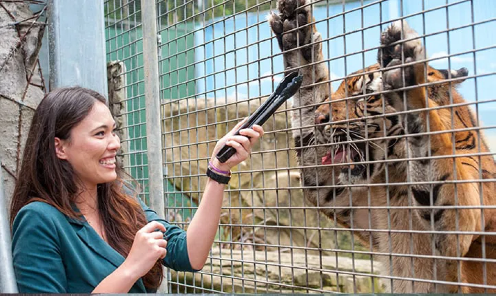 Dreamworld's Tiger Island is home to nine Sumatran and Bengal tigers. — Image from DreamWorld Australia 