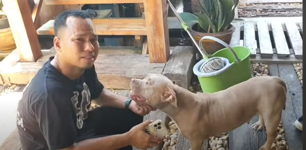 Apisit in tears over having to give up the visibly injured Tank Gas, the mother of the two American Bully dogs, up for foster care. — Screenshot from Youtube/Khaosod English