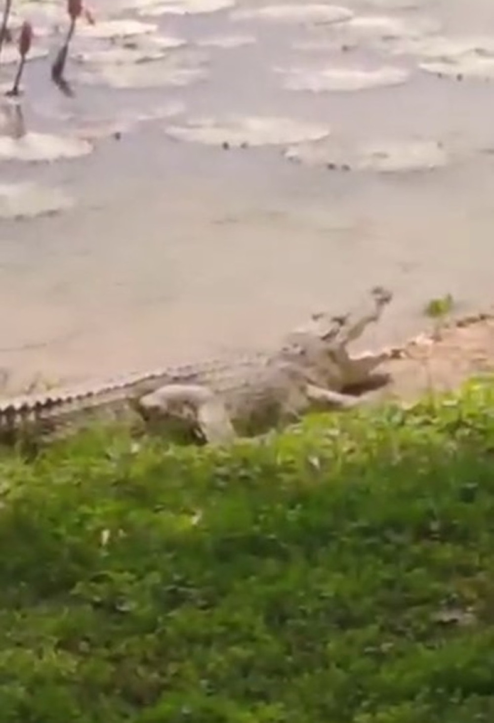 The Shah Alam City Council has confirmed that it is aware of a crocodile sighting at Lake Shah Alam in Section 7 and is taking steps to address the situation. — Picture via X/G_MudahTerhibur