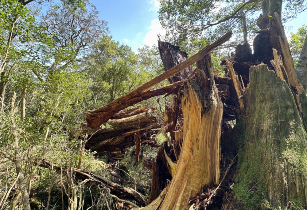 The 26-metre-high cedar, named ‘Yayoisugi’, with a trunk circumference of about 8 metres, was a key feature of the tourist site Shiratani Unsuikyo Ravine. — Picture from X/Justus_Lineman