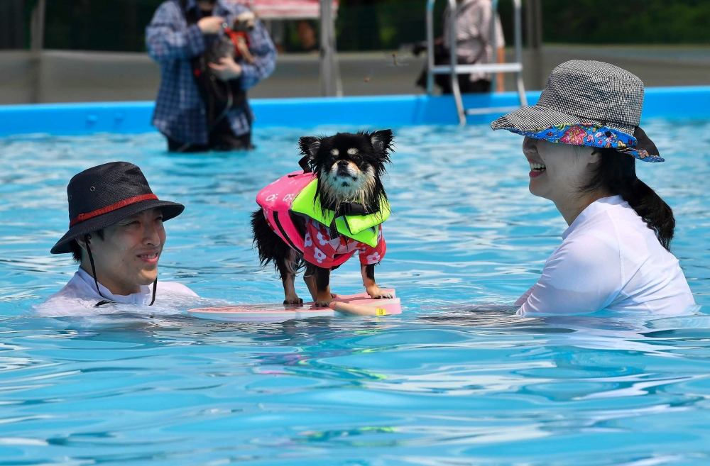 A family enjoys swimming with their dogs in a makeshift swimming pool at an Olympic park peace plaza in Seoul, South Korea, August 18, 2024. — Matrix Images via Reuters