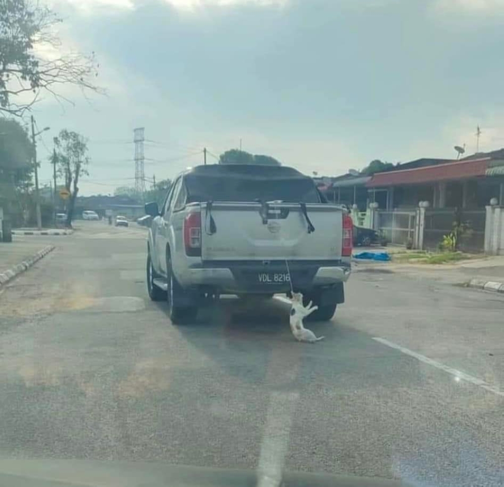 An 18-month-old female cat weighing 2.8kg was photographed hanging by a string on the back of a pick-up truck on the road in Simpang Ampat, Penang on August 8, 2024 was widely shared on social media. — Image from Facebook/Malaysia Animal Association