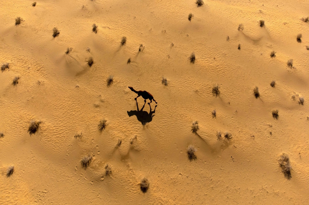 This aerial photograph taken on January 27, 2024 shows a camel in the desert of Samawa in Iraq's southern province of al-Muthanna.  — AFP pic