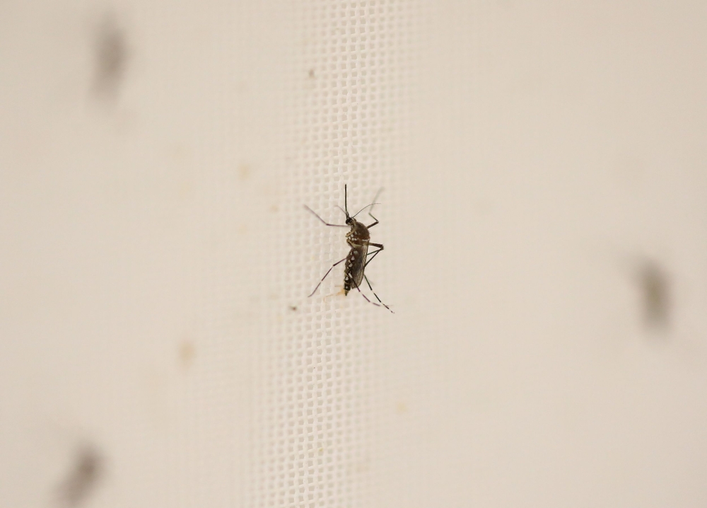 A mosquito is pictured at the World Mosquito Program factory in Medellin, Colombia June 4, 2024. A global network of doctors and laboratories is working to pinpoint emerging viral threats, including many driven by climate change, in a bid to head off the world's next pandemic. — AFP pic