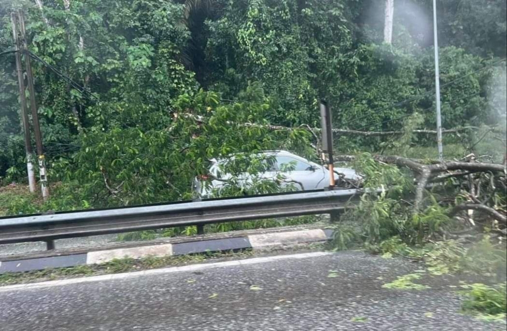 A 38-year-old man narrowly avoided injury yesterday when a fallen tree crushed his car along Batu 16, Jalan Kuala Lumpur-Rawang, near the LATAR Highway exit. — Picture from Facebook