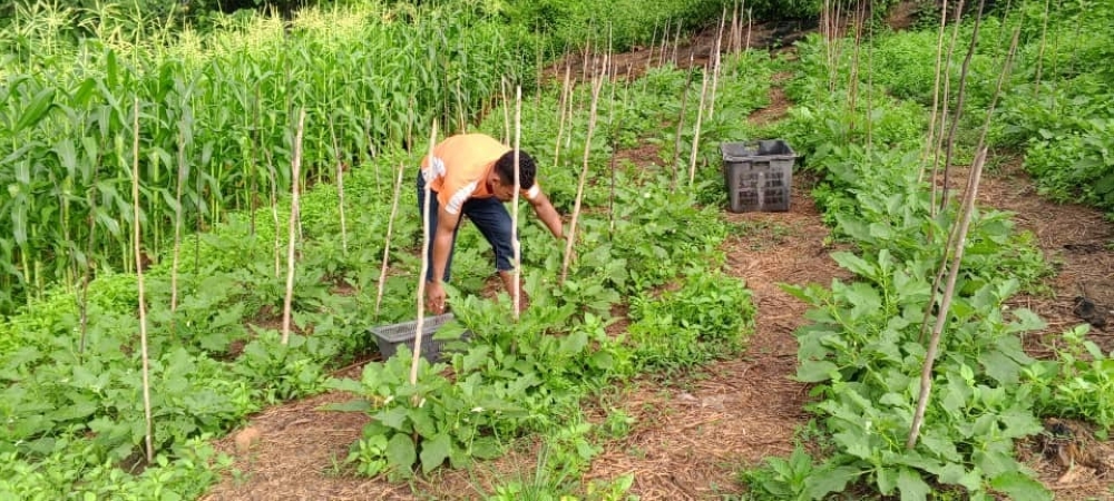 An Orang Asli tending to his organic farm at RPS Bainun, Temenggor. — Picture courtesy of Chris Thong