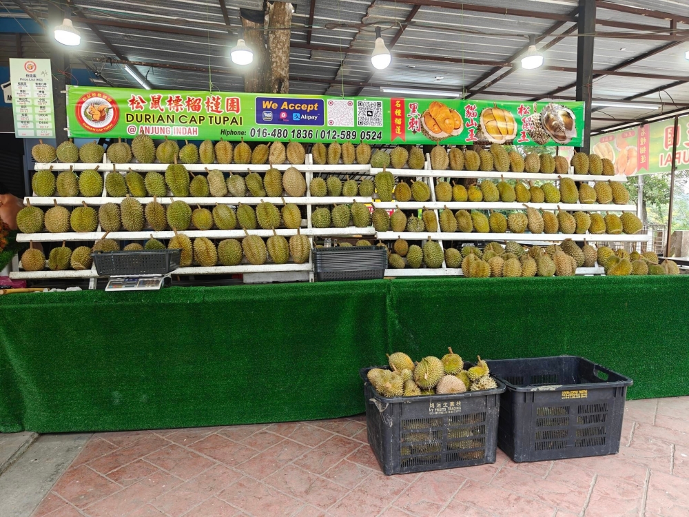 Durians sold at the Cap Tupai shop in Penang, which originally cultivated the Tupai King variety. — Picture from Facebook/Durian Cap Tupai