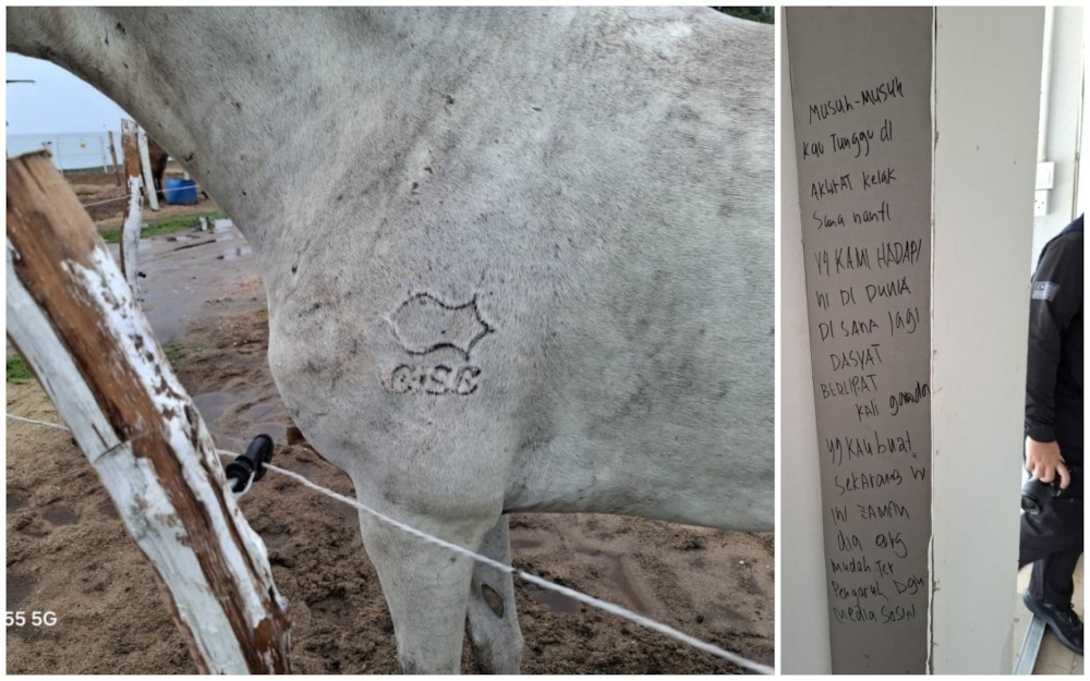 Composite picture of a GISB Holdings Sdn Bhd (GISBH) logo is seen on the foreleg of one of the horses at the equestrian facility allegedly linked to GISBH; a  message on the facility’s wall, warning the authorities of retribution in the afterlife following actions against them. — Picture from X/Bernama 