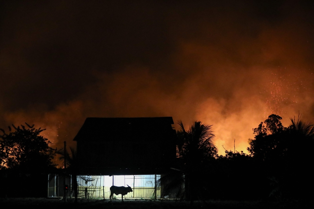 A bull is seen in front of a house surrounded by fire from illegal burning in the Amazon rainforest on the banks of the BR-230 highway (Rodovia Transamazonica), near the city of Labrea, Amazonas state, northern Brazil September 4, 2024. — AFP pic