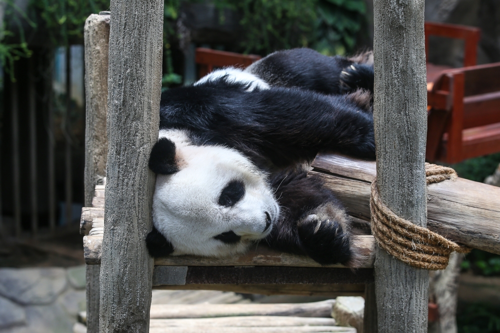 File picture of a giant panda at Zoo Negara in Kuala Lumpur September 9, 2024. A pair of giant pandas gifted by the central government of China to the Hong Kong Special Administrative Region will arrive in the city on Thursday, Chief Executive John Lee announced today. — Picture by Yusof Mat Isa