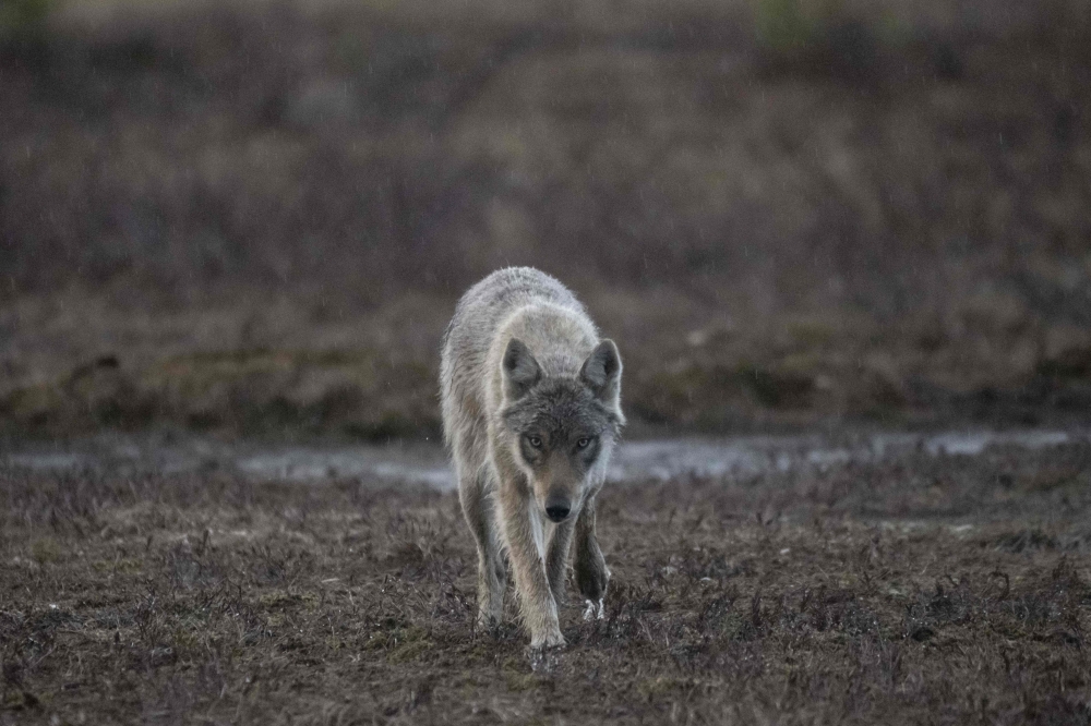 EU member states yesterday voted in favour of lowering the protection status of wolves, a move decried by conservationists that paves the way for a relaxation of tight hunting restrictions. — AFP pic