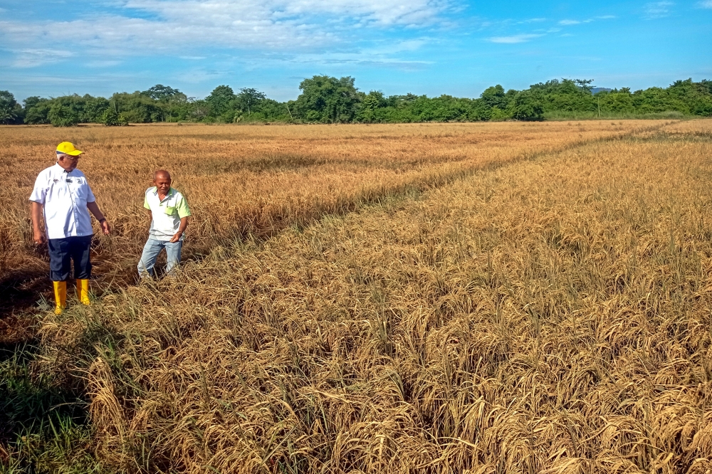 Farmers’ Organisation Authority chairman Datuk Mahfuz Omar (left), inspects the condition of the rice fields submerged in floodwaters in Kampung Paya Tok Teh in Jitra, Kedah, September 26, 2024. — Bernama pic