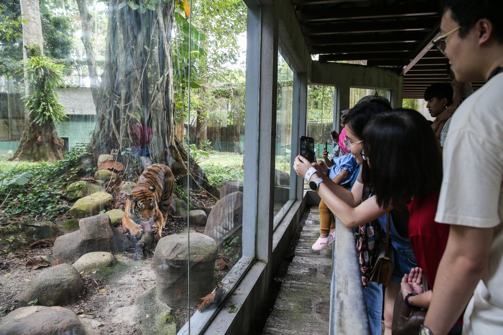Visitors take pictures of a tiger at Zoo Negara in Kuala Lumpur September 9, 2024. — Picture by Yusof Mat Isa