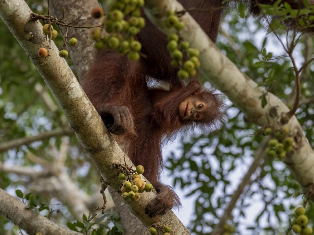 The frequent sightings of orangutans these days are a result of the successful rehabilitation of their forest homes. — Picture courtesy of Sanjitpaal Singh
