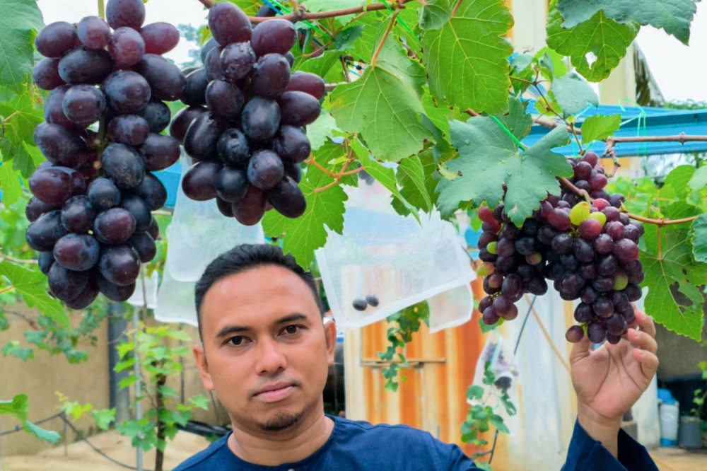 Grape farmer Wan Yusoff Wan Abdul Rahman shows the grape vines cultivated by him around the house when interviewed by Bernama in Kampung Belukar, Wakaf Baru, Tumpat October 6, 2024. — Bernama pic